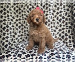 Small #3 Goldendoodle (Miniature)