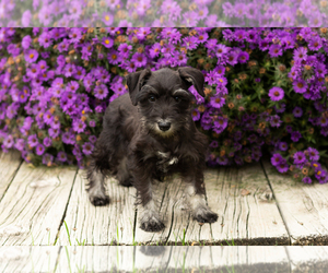 Schnauzer (Miniature) Puppy for sale in NAPPANEE, IN, USA