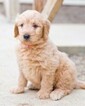 Small Photo #4 Goldendoodle Puppy For Sale in NEW PITTSBURGH, OH, USA