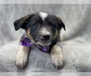Australian Cattle Dog-Border Collie Mix Puppy for sale in LAKELAND, FL, USA