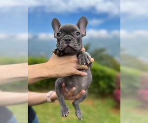 French Bulldog Puppy for sale in GREER, SC, USA