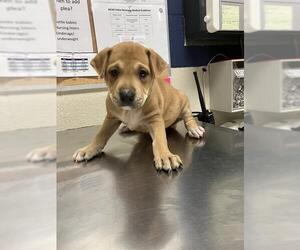 Mutt Dogs for adoption in Conroe, TX, USA