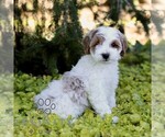 Coconut - Female Cavapoo (Miniature) Puppy for Sale - Photo #3