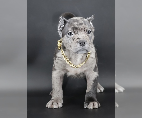 Medium Photo #2 American Bully Puppy For Sale in CHAMPAIGN, IL, USA