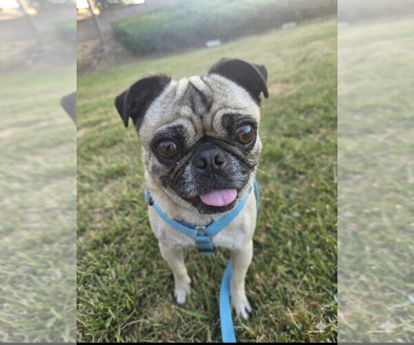 Medium Photo #7 Pug Puppy For Sale in San Diego, CA, USA