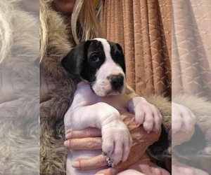 Great Dane Puppy for sale in PRESCOTT, AZ, USA