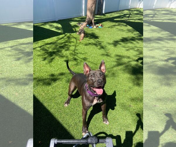 Medium Photo #18 Mutt Puppy For Sale in Pompano Beach , FL, USA