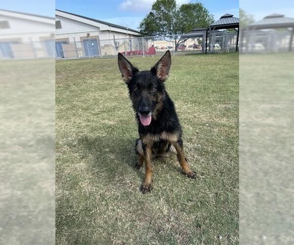 Medium Photo #2 German Shepherd Dog Puppy For Sale in Corpus Christi, TX, USA