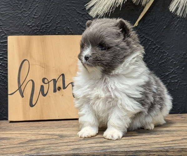 Medium Photo #5 Pomeranian Puppy For Sale in GOSHEN, IN, USA