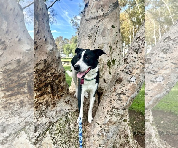 Medium Photo #2 Border Collie-Unknown Mix Puppy For Sale in San Diego, CA, USA