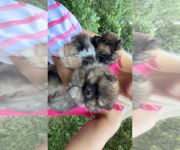Medium Photo #1 Pomeranian Puppy For Sale in LEICESTER, NC, USA