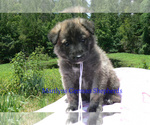 Small #2 German Shepherd Dog