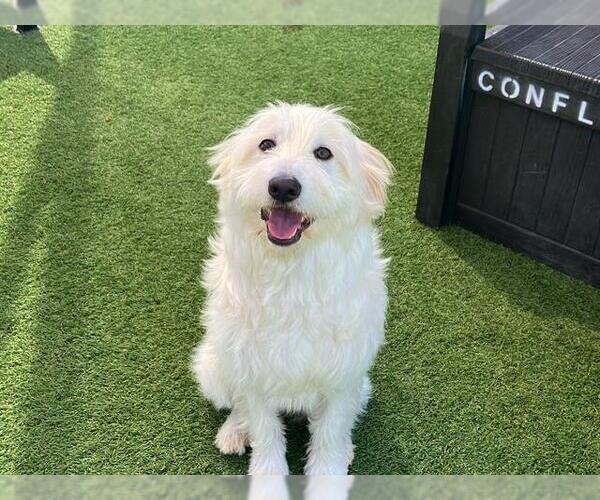 Medium Photo #1 Poodle (Miniature)-Unknown Mix Puppy For Sale in Orange, CA, USA