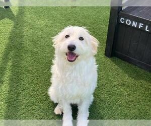 Poodle (Miniature)-Unknown Mix Dogs for adoption in Orange, CA, USA