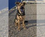 Small German Shepherd Dog