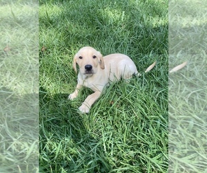 Labrador Retriever Puppy for Sale in ROCKY MOUNT, North Carolina USA