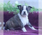 Small #2 Boston Terrier