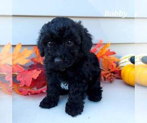Poodle (Toy) Puppy for sale in ROCKVILLE, IN, USA