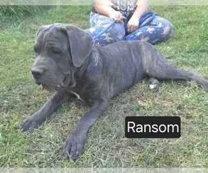 Cane Corso Puppy for Sale in MINERAL WELLS, West Virginia USA