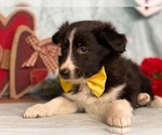 Small Photo #1 Border Sheepdog Puppy For Sale in LANCASTER, PA, USA