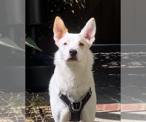 Medium Photo #1 Jack Russell Terrier-Unknown Mix Puppy For Sale in Dana Point, CA, USA