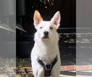 Jack Russell Terrier-Unknown Mix Dogs for adoption in Dana Point, CA, USA
