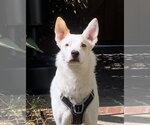 Small Jack Russell Terrier Mix