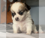 Small #1 Chihuahua