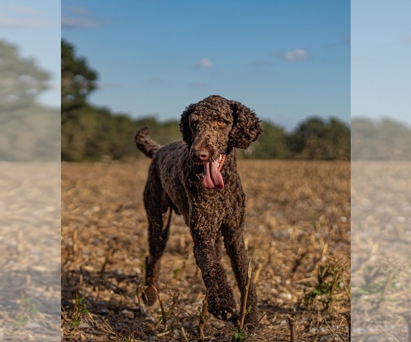 Medium Photo #1 Goldendoodle Puppy For Sale in IRVINGTON, AL, USA