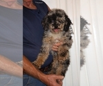 Small #16 Poodle (Miniature)