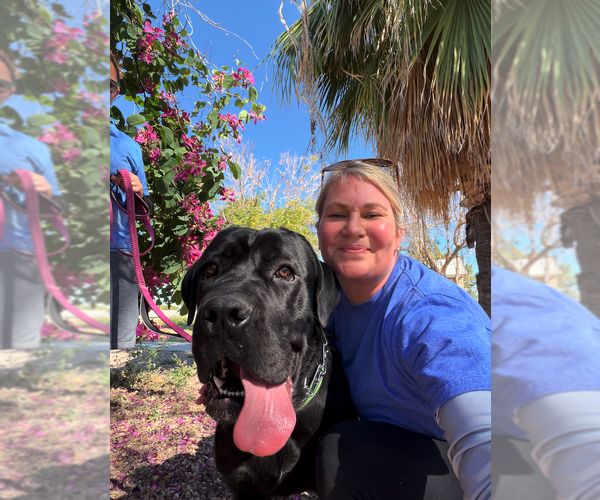 Medium Photo #2 Mutt Puppy For Sale in Goodyear, AZ, USA