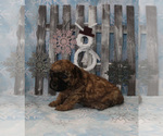 Small Photo #14 Poodle (Toy) Puppy For Sale in CHANUTE, KS, USA