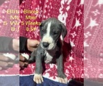 Small #2 Great Dane