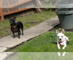 Small Photo #4 Chihuahua-Unknown Mix Puppy For Sale in San Francisco, CA, USA