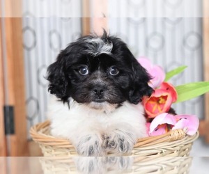 Zuchon Puppy for sale in NAPLES, FL, USA