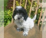 Small #1 Aussiedoodle-Poodle (Toy) Mix