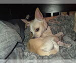 Small #1 Chihuahua Mix