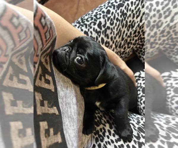 Medium Photo #4 Pug Puppy For Sale in BLOOMINGTON, IL, USA