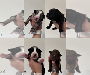 Australian Shepherd Puppy for sale in DEVINE, TX, USA