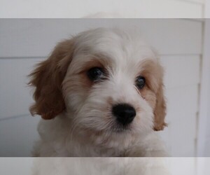 Cavachon Puppy for sale in SOUTH BEND, IN, USA