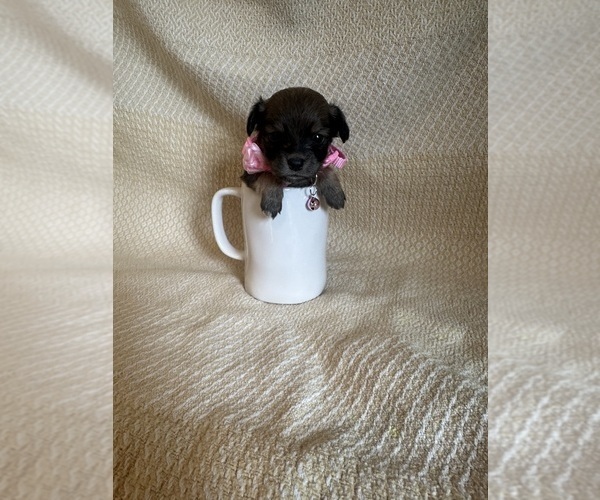 Medium Photo #1 Chihuahua Puppy For Sale in JACKSON, GA, USA