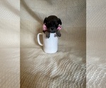 Small Photo #1 Chihuahua Puppy For Sale in JACKSON, GA, USA