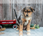 Small #1 Australian Cattle Dog-Miniature Australian Shepherd Mix
