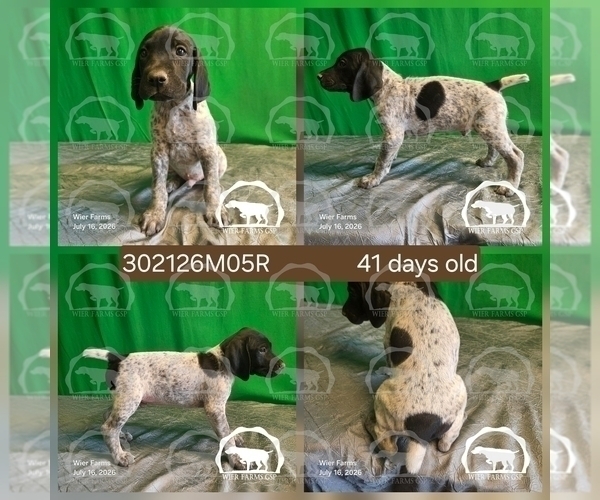 Medium Photo #3 German Shorthaired Pointer Puppy For Sale in MOYIE SPRINGS, ID, USA