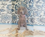 Small Photo #2 Weimaraner Puppy For Sale in LEWISBURG, KY, USA