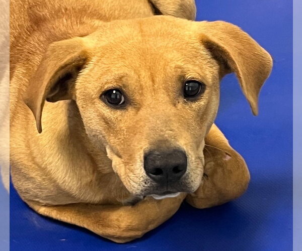Medium Photo #1 Mutt Puppy For Sale in Tarboro, NC, USA