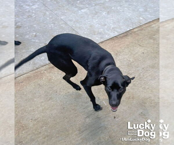 Medium Photo #4 Labrador Retriever-Retriever  Mix Puppy For Sale in Washington, DC, USA