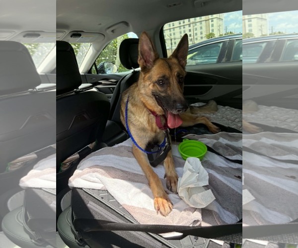 Medium Photo #2 German Shepherd Dog Puppy For Sale in Plantation, FL, USA