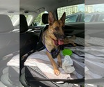 Small #1 German Shepherd Dog