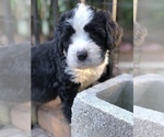 Small Photo #15 Bernedoodle Puppy For Sale in FLEMING ISLAND, FL, USA